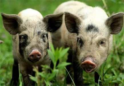 Cea mai obișnuită rasă de porci domestice, un alb alb alb-alb-alb-porc alb