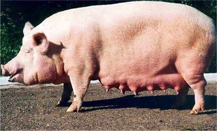 Cea mai comună rasă de porci domestice, un alb alb alb-alb-alb-porc alb