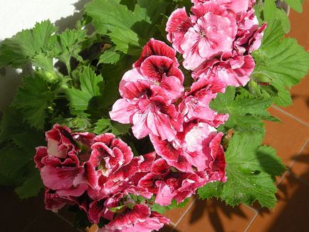 Cel mai interesant lucru despre pelargonium