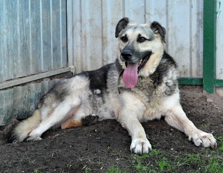 Sema a túlexponálásnak (Sema) Túlzott a Sema