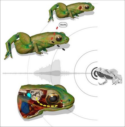 Сейшельські жаби ловлять звуки ротом, інша реальність