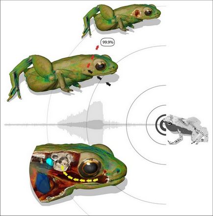 Broaștele din Seychelles captează sunete cu gura, o realitate diferită
