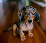 Puppy în casă (unde să înceapă), site-ul dachshund