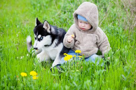 Puppy Husky și copil în casă