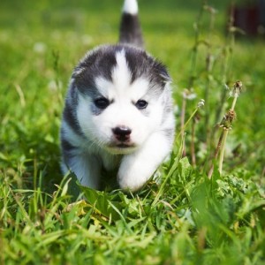 Puppy Husky și copil în casă