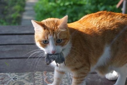 Сиамски котки ловят мишки вършене