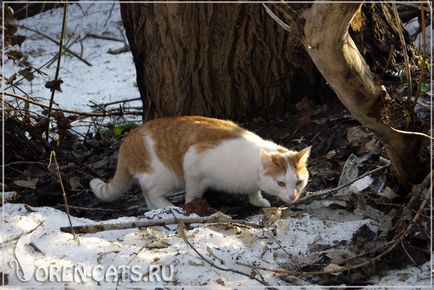 Сила і гнучкість, кішки міста Оренбурга