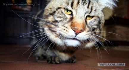 Funny maine coons (27 fotografii) - imagini amuzante și umor