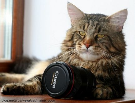 Funny maine coons (27 fotografii) - imagini amuzante și umor