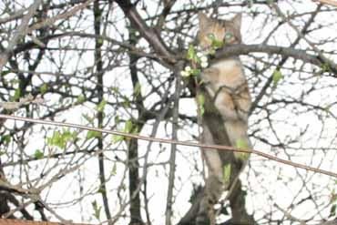 Scoateți o pisică care nu se poate coborî dintr-un copac înalt