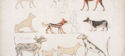 Собаки стародавнього Єгипту мисливці, домашні улюбленці, воїни
