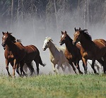 Interpretarea visului a ceea ce o femeie într-un vis visează la o mulțime de cai care rulează (cireadă, turmă)