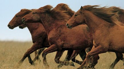 Interpretarea visului a ceea ce o femeie într-un vis visează la o mulțime de cai care rulează (cireadă, turmă)