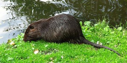 Álomértelmezés nutria nutria mi álom, egy álom (mi) Álomértelmezés nutria nutria álom, amit egy álom