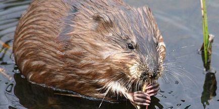 Álomértelmezés nutria nutria mi álmok alvás közben (álom értelmezése) Álomértelmezés nutria nutria álom, amit egy álom