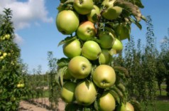 Сорти партенокарпических огірків - абсолютна відсутність гіркоти в плодах