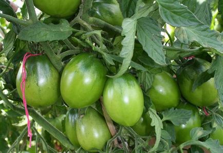 Сорти томатів валя, женечка і привид - світ рослин