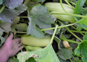 Varietate, cultivare și îngrijire de squash