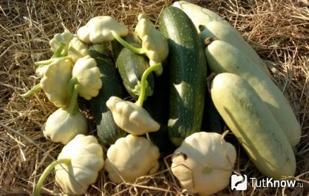 Varietate, cultivare și îngrijire de squash