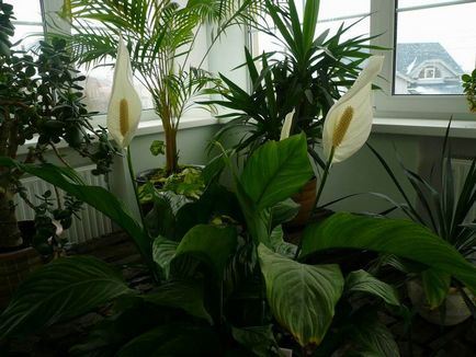 Spathiphyllum - boli și dăunători, cauzele lor