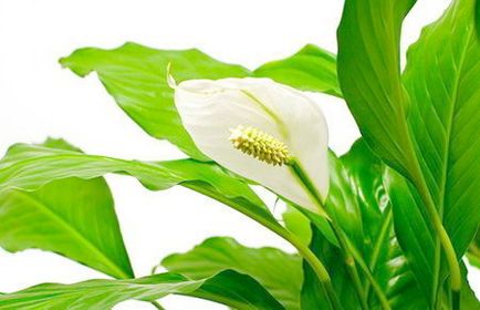 Spathiphyllum - îngrijire la domiciliu, transplant, reproducere, boală, video, fotografie