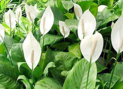 Spathiphyllum - îngrijire la domiciliu, transplant, reproducere, boală, video, fotografie