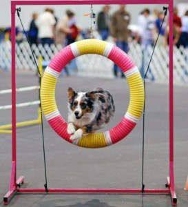 Спорт з собакою - активний і корисний відпочинок