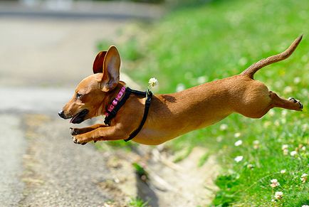Спорт з собакою - активний і корисний відпочинок
