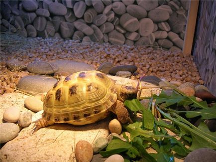 Середньоазіатська черепаха в нашому домі - світ черепах