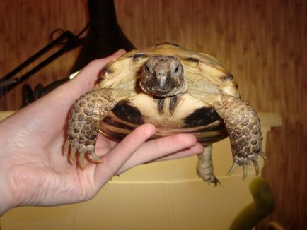 Broasca țestoasă din Asia Centrală în casa noastră - lumea țestoaselor