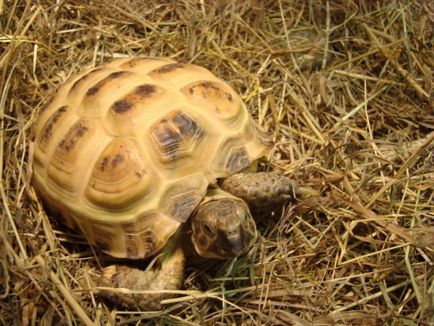 Broasca țestoasă din Asia Centrală în casa noastră - lumea țestoaselor