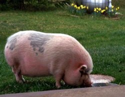 Статті по годівлі свиней на piginfo, кормові добавки та стимулятори росту для свиней