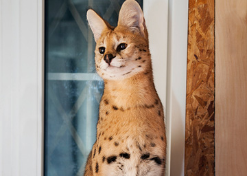 Articol despre serval