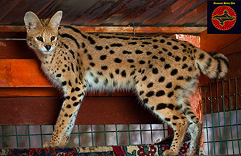 Articol despre serval