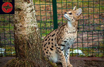 Articol despre serval