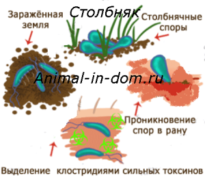 Правець, лікування домашніх тварин