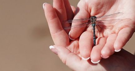 Dragonfly se așeză pe braț