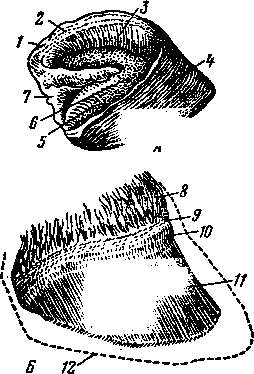 Structura copitei și a coarnei copitei -unula este împărțită în jgheaburi ungulate, corolă copite