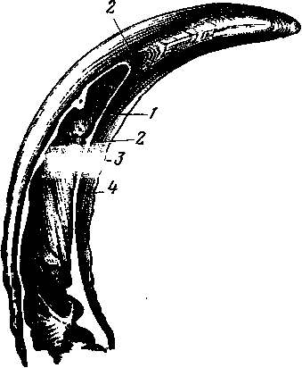 Structura copitei și a coarnei copitei -unula este împărțită în jgheaburi ungulate, corolă copite