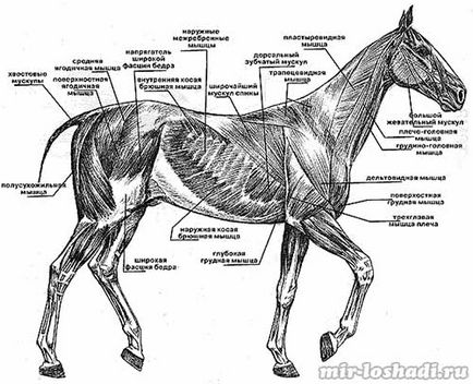 A szerkezet a ló (cikk)
