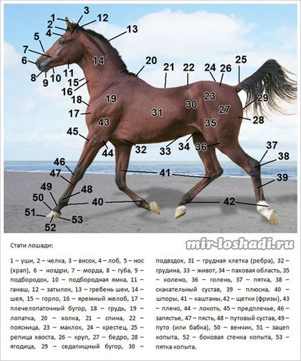 A szerkezet a ló (cikk)