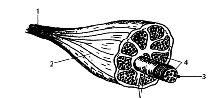 Structura mușchilor, ligamentelor, tendoanelor