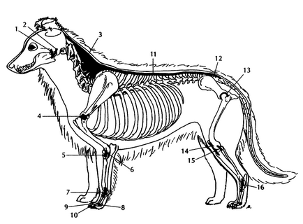 Structura mușchilor, ligamentelor, tendoanelor