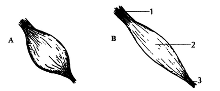 Structura mușchilor, ligamentelor, tendoanelor