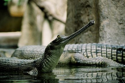Tücskök, Cricket közönséges állatok szárazföldi (rendes) Tücskök, Cricket közönséges állatok szárazföldi