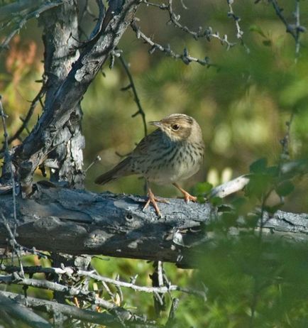 Crichet Cricket