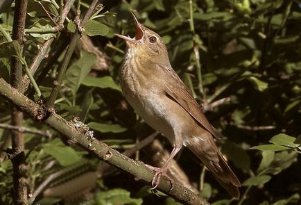 Crichet Cricket