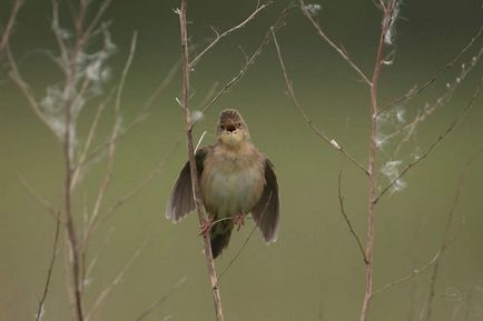 Crichet Cricket