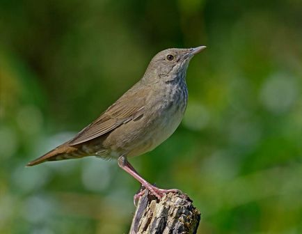 Crichet Cricket