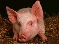 Свині (suidae) свині, домашня свиня мініпіг кабан бабірусса парнокопитні мініпіг, кістеухая
